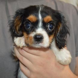 Casey - Tri-color male Cavalier King Charles Spaniel puppy in Bowman, Georgia from Mid Lake Cavaliers