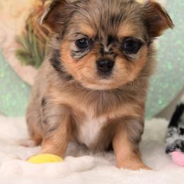 Penny - Blue merle female Chihuahua puppy in Clinton, Missouri from RockyTop Hearts