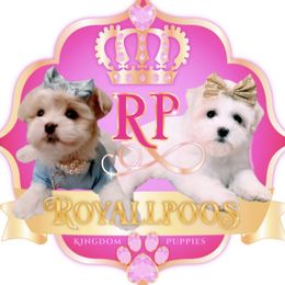 Maltipoos from Royallpoos
