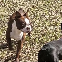 Boston Terriers from Family Raised Boston Terriers