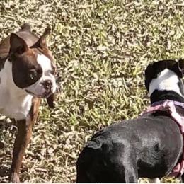 Boston Terriers from Family Raised Boston Terriers
