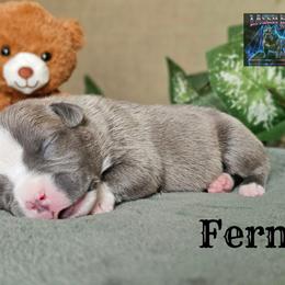 7th pick reserved - Blue female American Bully puppy in Mobile, Alabama from Laser Elite Bullies