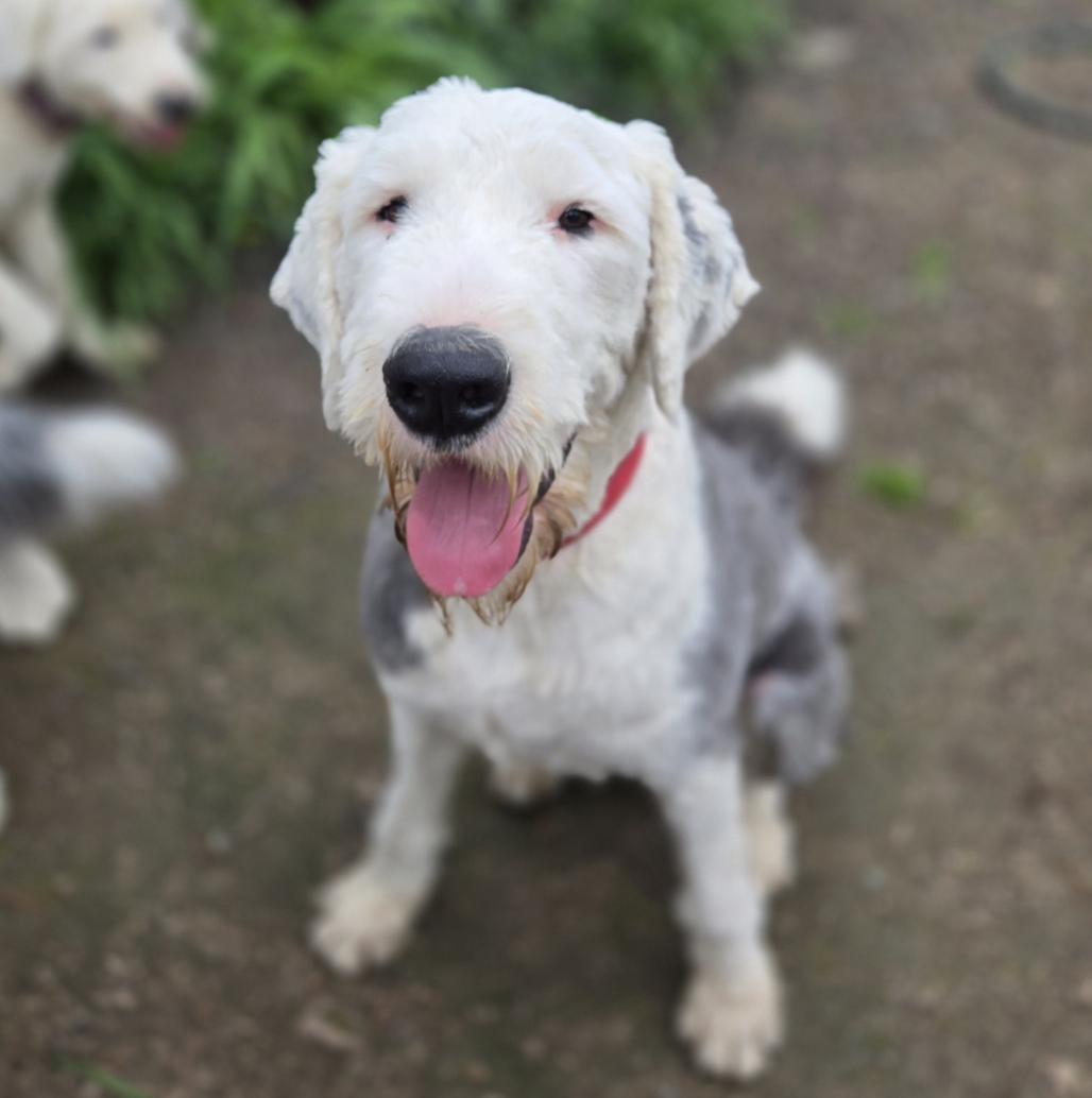 Finn