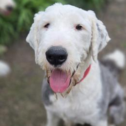 Finn - Old English Sheepdog