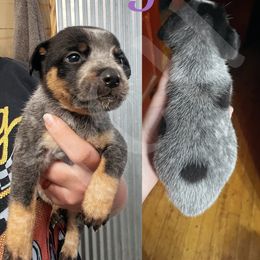 Australian Cattle Dog Puppies from Twisted C Heelers