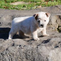 Love - Red speckled female Australian Cattle Dog puppy in Buffalo Valley, Tennessee from Buffalo Valley Breeders