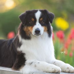 Australian Shepherds from Stone Ridge Australian Shepherds