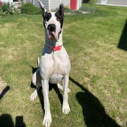 Great Dane All Grown Up from Evergreen Danes