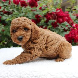 Basil- AKC Mini Poodle in NC - Apricot male Poodle puppy in Stokesdale, North Carolina from His and Hers Poodles and Doodles