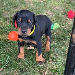 Yellow - Black and rust female Doberman Pinscher puppy in Lynn, Michigan from Creekside Dobermans