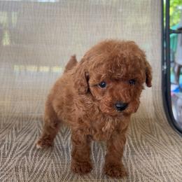 Subway - Red male Cavapoo puppy in Kirksville, Missouri from Show Me Poodles Doodles and Cavaliers