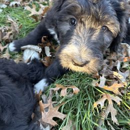 George green collar - Black and white male Sheepadoodle puppy in Eleva, Wisconsin from Molly’s Doodles