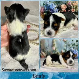 Bently 3800 - Black tan and white male Biewer Terrier puppy in Nicholls, Georgia from Southeast Biewers