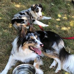 Border Collie Puppies from Cascade Sun Kennels