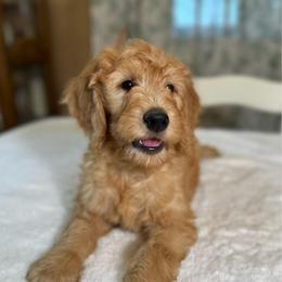 Carl - Apricot male Goldendoodle puppy in Osage City, Kansas from Golden Ridge Goldens