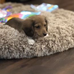 Willy - Piebald male Dachshund puppy in Superior, Montana from Never Land Dachshunds of Montana