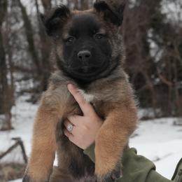 Jon Snow - Fawn male Belgian Malinois puppy in Baltimore, Maryland from Abenteurer German Shepherds & Belgian Malinois
