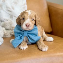 Chai - Caramel male Labradoodle puppy in Clovis, California from Delta Doodless