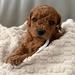 Girl 2 - Red  female Goldendoodle puppy in Sacramento, California from Goldendoodlesca