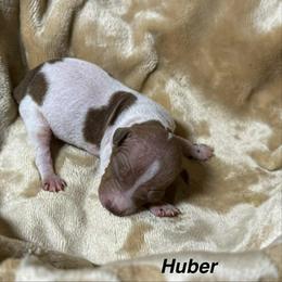 Hubert - White and chocolate male American Hairless Terrier puppy in Buckingham, Illinois from Gaus Hof