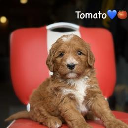 Tomato - Red male Bernedoodle puppy in Lancaster, Minnesota from Richardville Hunde