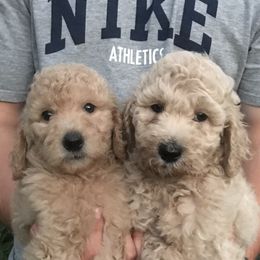 Goldendoodle Puppies from Teddy Bear Goldendoodles