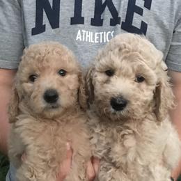 Goldendoodle Puppies from Teddy Bear Goldendoodles
