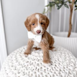 Ledger - Red  male Goldendoodle puppy in Greencastle, Indiana from Willow & Co.