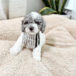 Vanilla Bean - Parti male Goldendoodle puppy in Pearland, Texas from Posh Paws Puppies