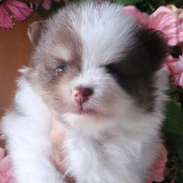 Ridge  3,500 dollars - Tri-colored male Pomeranian puppy in Amelia, Ohio from Boujee Puff Poms