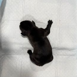 Male 1 - Black male Cane Corso puppy in Cashion, Oklahoma from APEXOK Cane Corsos LLC