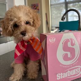 Nyla - Brown female Cavapoo puppy in Houston, Texas from PoodleswithLove