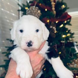 Yellow collar female - Black and white female Sheepadoodle puppy in Mesa, Arizona from Desert Sheepies and Doodles