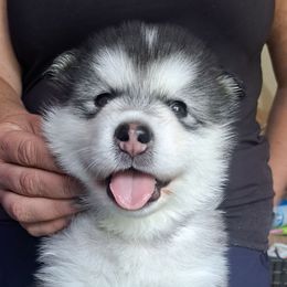 Girl 4 - Gray and white female Alaskan Malamute puppy in Prince William County, Virginia from SnoCap Kennel