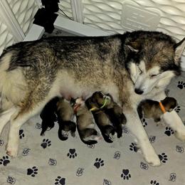 Alaskan Malamute puppies from Edgend Alaskan Malamutes