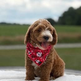 Bowie - Red  male Goldendoodle puppy in Estesburg, Kentucky from Wet Goldendoodle Kisses