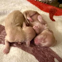 Sugar - Cream female Dachshund puppy in Perryville, Maryland from Heavenly Heritage Dachshunds and Doods