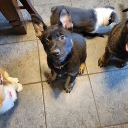 German Shepherd and Pembroke Welsh Corgi Puppies from J&R Shepherds & Corgis