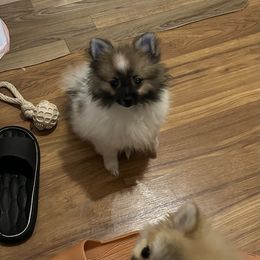 Bailey - Tri-colored female Pomeranian puppy in Hilo, Hawaii from Jonna's Poms