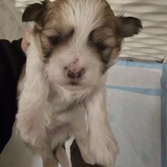 Boy 1 - Mal-Shi puppy in New York from Alana Miller