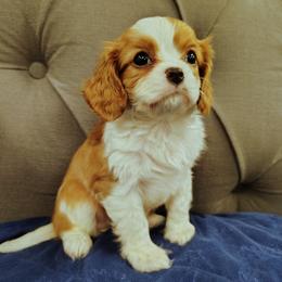 Cheers - Blenheim female Cavalier King Charles Spaniel puppy in Rockville, Maryland from Skais the Limit Cavaliers