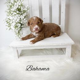 Bahama - Red  male Goldendoodle puppy in from Pink Poodles and Doodles