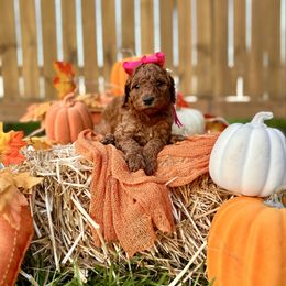 Apple's Pink Girl - Red  female Goldendoodle puppy in Kountze, Texas from Texas Doodles LLC