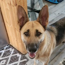 Lucy - German Shepherd