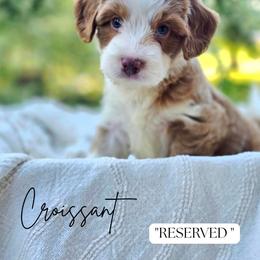 Croissant - male Australian Mountain Doodle puppy in Grand Rapids, Michigan from The Kindred K9