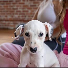 Max - White and black male Dalmatian puppy in Lake City, Minnesota from Cookies & Cream Dalmatians