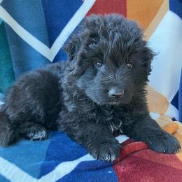 Sage - Black female German Shepherd puppy in Walla Walla, Washington from Silver Knight Shepherds