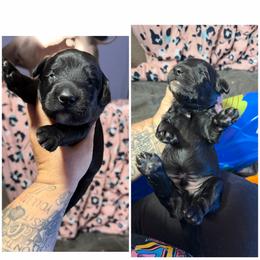 Uno - Black male Xoloitzcuintli puppy in Manitowoc, Wisconsin from Wonderland Kennel