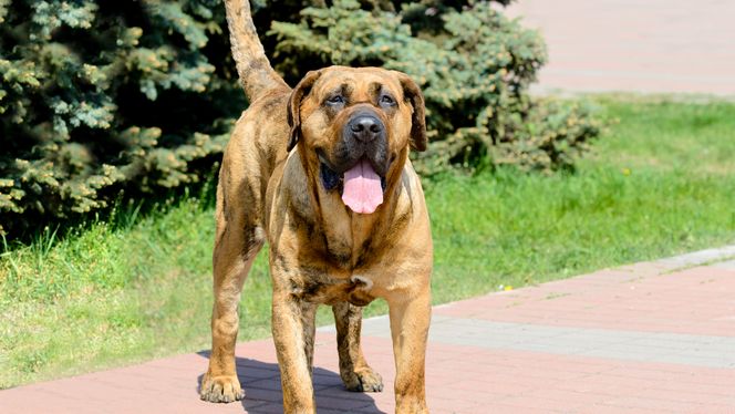 Perro de Presa Canario