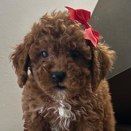 Leah - Apricot female Poodle puppy in Mint Hill, North Carolina from DoodleForever